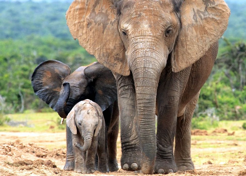 elephantpicture